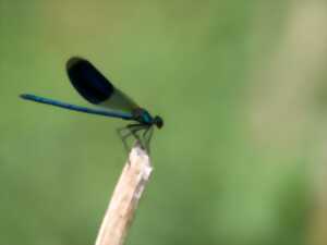 photo Demoiselle et libellules de la Réserve Naturelle Régionale Terres et Étangs de Brenne Massé-Foucault