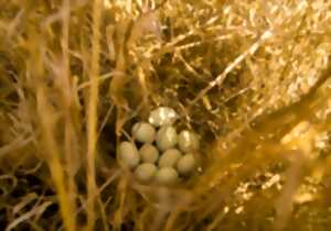 photo Chasse aux œufs de Pâques