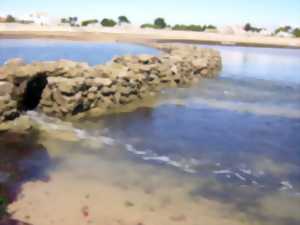 Observatoire de l'Estran de l'Île de Noirmoutier