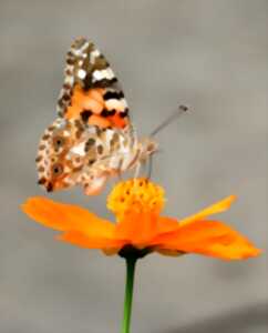 Printemps de la biodiversité - Sortie et ciné-conf' sur les papillons