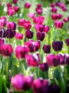 Vente de Tulipes par le Lion's Club Sully-Gien