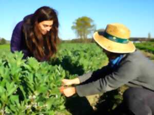 photo Initiation aux plantes sauvages