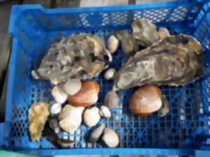 photo Visite commentée : coquillages et crustacés