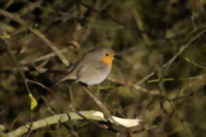 photo Sciences participatives : mangeoire à oiseaux