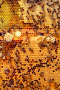 photo Mille et une abeilles : entrez dans la ruche !