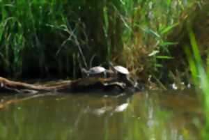 Cistude, la tortue de Brenne