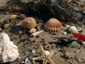 photo SORTIE LPO - À LA DÉCOUVERTE DE LA LAISSE DE MER