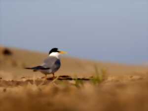 SORTIE LPO - LES OISEAUX DE LA PLAGE DE MATEILLE