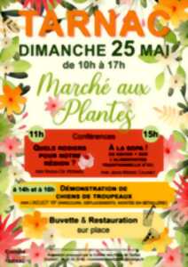 Marché aux Plantes