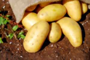 photo Fête de la patate