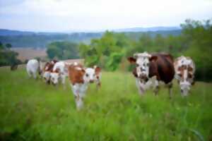 photo De ferme en ferme : Lait P'tits béarnais