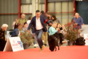 photo Dog Show - Limoges