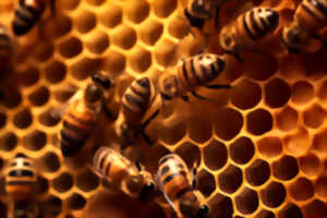 photo CCAS Salles - Les abeilles unissent les générations