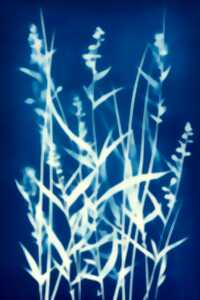 photo Atelier : Cyanotype végétal sur papier