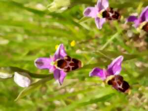 Découverte des coteaux du Tursan et des orchidées