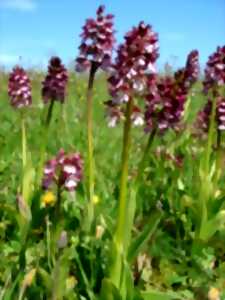 photo Découverte des coteaux du Tursan et des orchidées