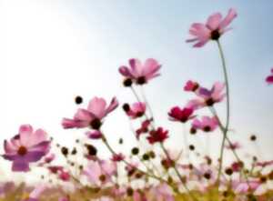 photo Foire aux plantes