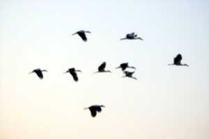 A la découverte des oiseaux migrateurs