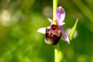 photo Sortie botanique Orchidées sauvages