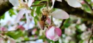 photo Les insectes pollinisateurs du verger