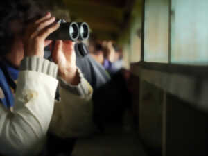 Formation aux oiseaux du littoral : weekend oiseaux hivernants