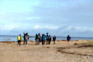 photo Formation aux oiseaux du littoral : weekend oiseaux migrateurs