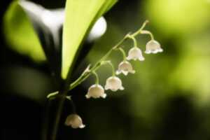 photo Fête du muguet