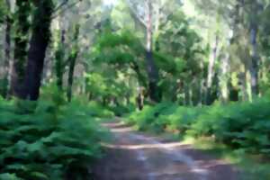photo Bain de forêt, quiétude et nature