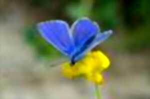 photo Sortie nature : Liens intimes entre flore et papillons