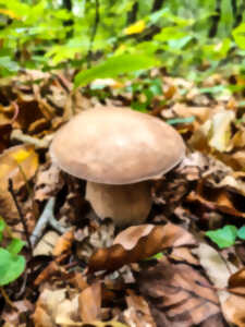 A la découverte des champignons d'automne