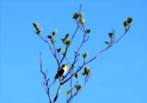 photo Balade nature - Symphonie des oiseaux