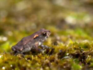 photo Fréquence Grenouille