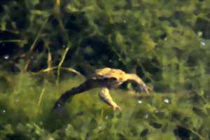Les amphibiens présents à Villers-Bocage