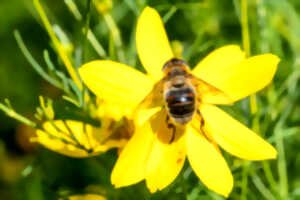 photo Les abeilles aux Jardins Sothys