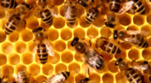 photo L'abeille, pour qui, pourquoi, comment ?