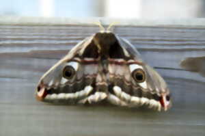 photo La nuit les papillons ne sont pas tous gris à Villers-Bocage