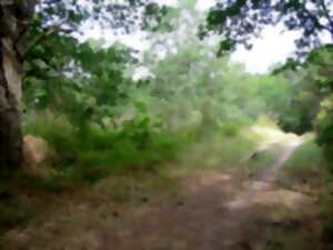 Quand la forêt cotoie la lande!