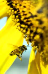 photo Les abeilles aux Jardins Sothys