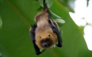 photo Nuit internationale de la Chauve-souris