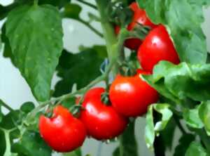 photo La tomate contre la Dystonie