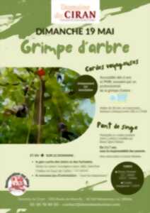 Grimpe d'arbre