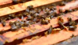 Le rucher de sélection du Gros-Chêne