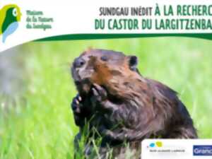 photo À la recherche du castor du Largitzenbach - À partir de 6 ans