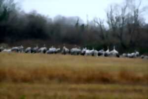 OIseaux hivernants et Grues cendrées (en famille)