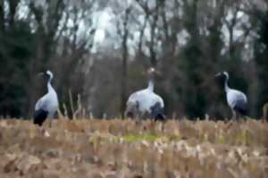 photo Le Grand voyage des Grues cendrées (en famille)