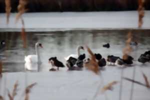 photo Les oiseaux hivernants de la Réserve Massé-Foucault
