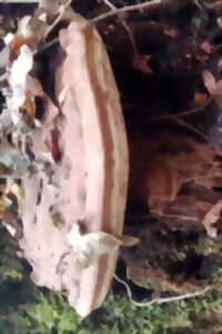 photo Initiation à la découverte des champignons