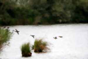 photo Les oiseaux hivernants de la Réserve de Chérine