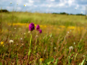 photo ANIMATION NATURE : Au pays des pelouses sèches