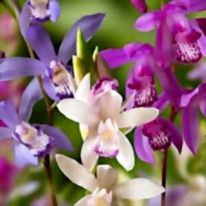 photo Balade découverte des orchidées sauvages